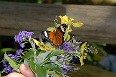 0673 Butterfly Sanctuary Kuranda